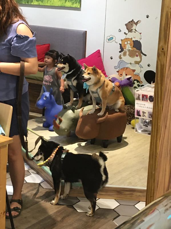 森林小徑精誠店對寵物超友善